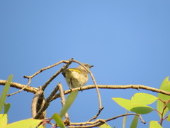 Conopophila rufogularis