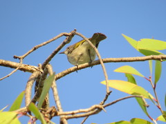 Conopophila rufogularis