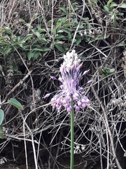 Allium carinatum pulchellum