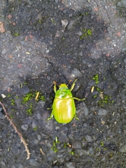 Chrysina costata