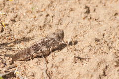Bryodemella tuberculata