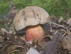 Caloboletus calopus