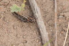 Omocestus haemorrhoidalis