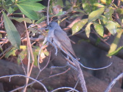 Cacomantis variolosus variolosus