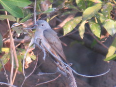 Cacomantis variolosus variolosus