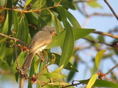 Myiagra ruficollis