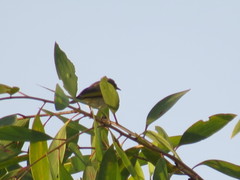 Conopophila rufogularis