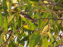 Ramsayornis fasciatus