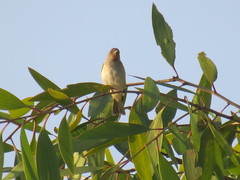 Conopophila rufogularis
