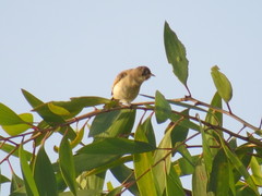 Conopophila rufogularis