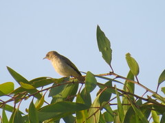 Conopophila rufogularis