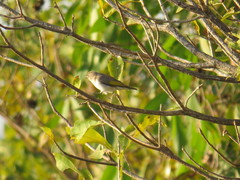 Conopophila rufogularis