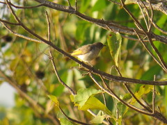 Conopophila rufogularis