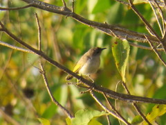 Conopophila rufogularis