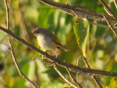 Conopophila rufogularis