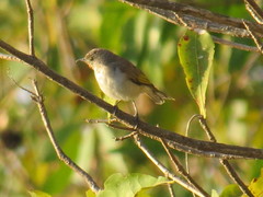 Conopophila rufogularis