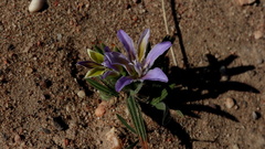 Babiana mucronata