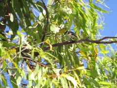 Cissomela pectoralis