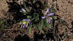 Babiana mucronata