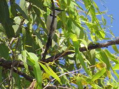 Cissomela pectoralis