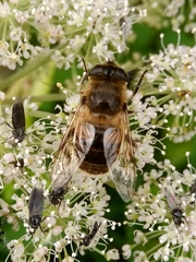 Eristalis tenax