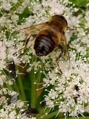 Eristalis tenax