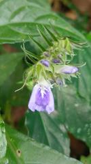Rungia taiwanensis