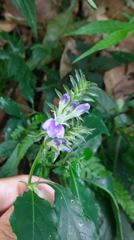 Rungia taiwanensis
