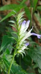 Rungia taiwanensis