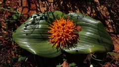 Daubenya capensis