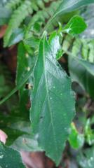 Rungia taiwanensis