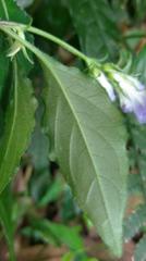 Rungia taiwanensis