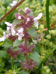 Stachys eriantha