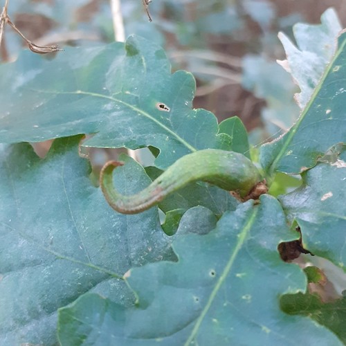 Ram's Horn Gall Wasp