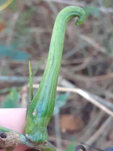 Ram's Horn Gall Wasp