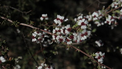 Eriocephalus punctulatus