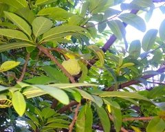 Annona squamosa