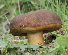 Leccinellum corsicum