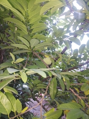 Annona squamosa