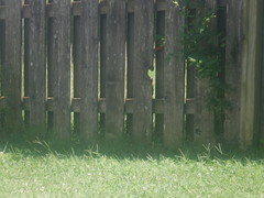 Polygonia interrogationis