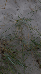 Carex pumila