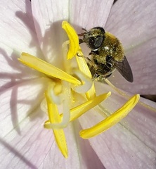 Merodon equestris