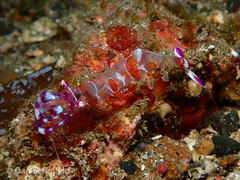 Ancylomenes luteomaculatus