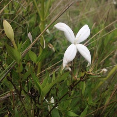 Bouvardia longiflora
