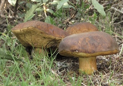 Leccinellum corsicum