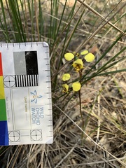 Diuris maculata