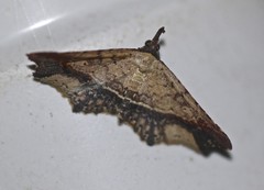 Philogethes metableta