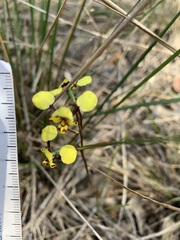 Diuris maculata