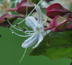Clerodendrum trichotomum trichotomum