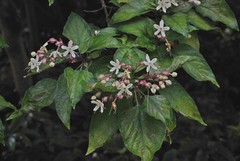 Clerodendrum trichotomum trichotomum